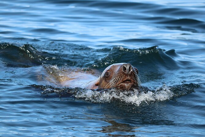 Best Whale Watching and Wildlife Shore Excursion in Sitka - What the boat experience feels like