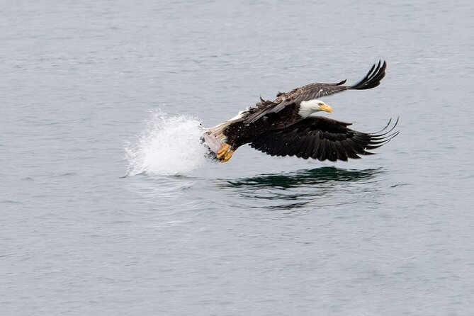 Best Whale Watching and Wildlife Shore Excursion in Sitka - Is $205 a fair price?