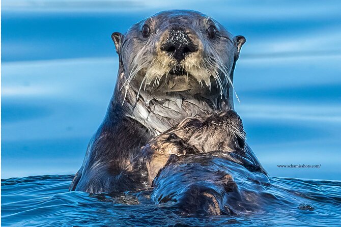Best Whale Watching and Wildlife Shore Excursion in Sitka - Timing, weather, and cruise-ship planning