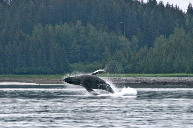 Best Whale Watching and Wildlife Shore Excursion in Sitka - Searching for humpback and gray whales