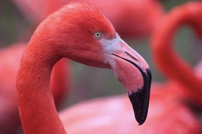 Bonaire Shore Excursion: The Bonaire Highlights Tour - Villages, the national park, and everyday Bonaire