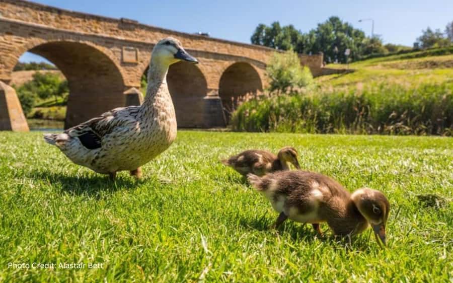 Bonorong & Richmond: Shore Excursion (Private Tour) - Key points to know before you book