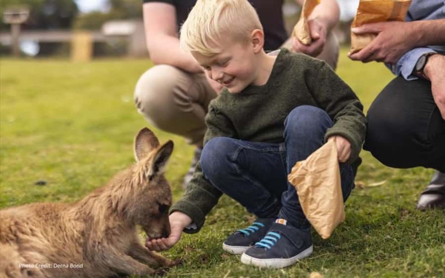 Bonorong & Richmond: Shore Excursion (Private Tour) - Spending an hour with Tasmanian animals