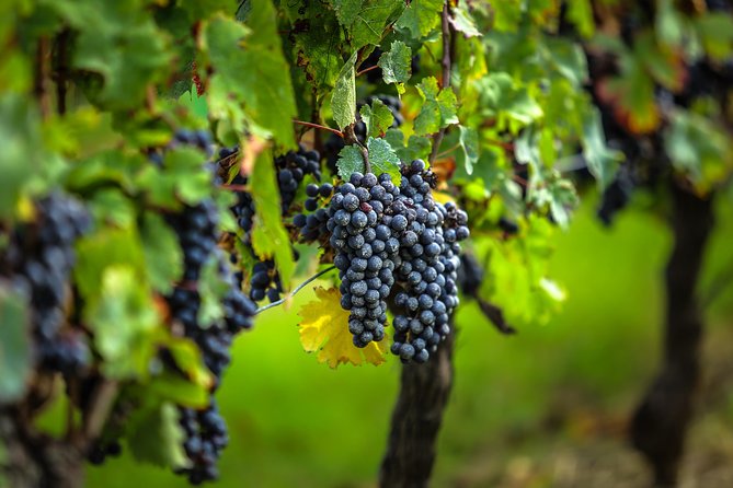 Bordeaux Cruise Port Shore Excursion: Full-Day Private Medoc Wine Tour - A third château keeps the afternoon worthwhile
