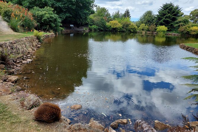Burnie Attractions Bus: Burnie Shore Excursion - Emu Valley Rhododendron Gardens and the best wildlife chance