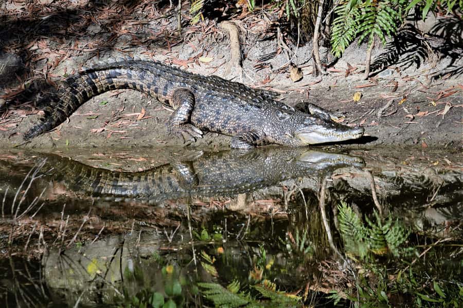 Cairns Shore Excursion: Crocodile & Wildlife Park Tour - Key points at a glance