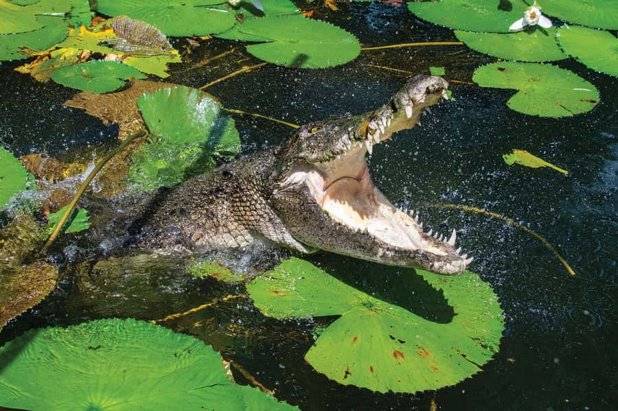 Cairns Shore Excursion: Crocodile & Wildlife Park Tour - The 10:30 AM pickup from Cairns