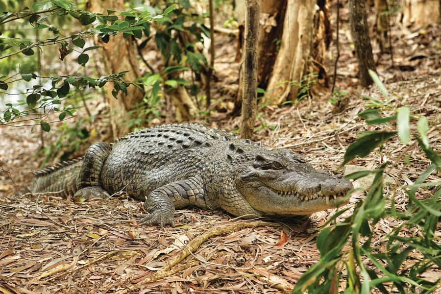 Cairns Shore Excursion: Crocodile & Wildlife Park Tour - The Wetlands Cruise and its crocodile view