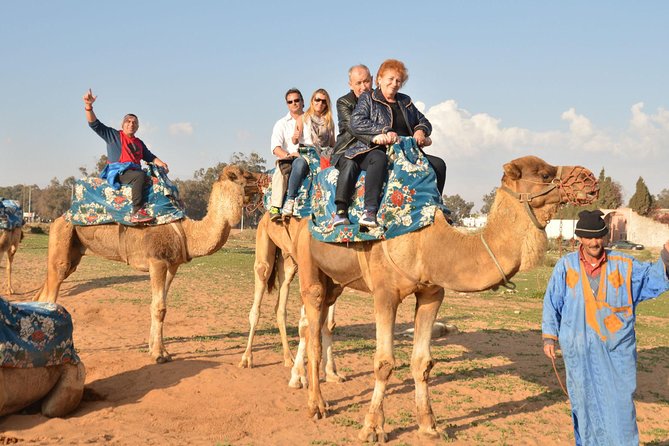 Camel riding in Agadir for Cruise ship Passengers - A camel ride designed for a cruise-stop schedule