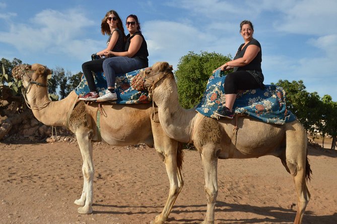 Camel riding in Agadir for Cruise ship Passengers - Through Aghroud village and the eucalyptus trees
