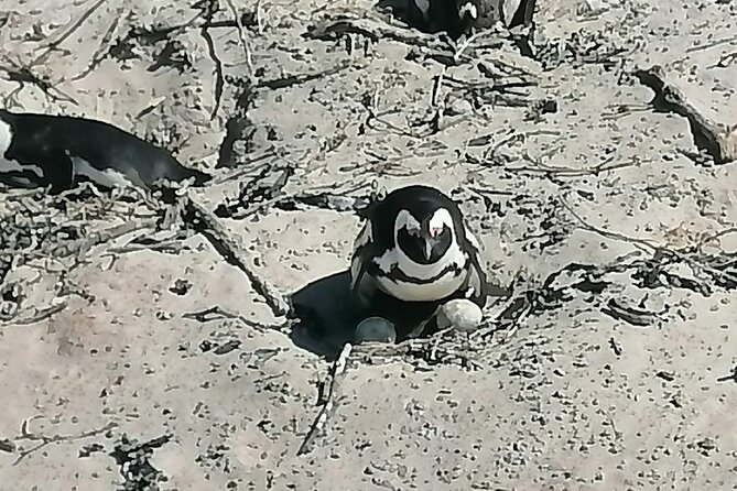 Cape Town Shore Excursion: Private Small Group Cape Peninsula - Cape Point Nature Reserve and its wildlife