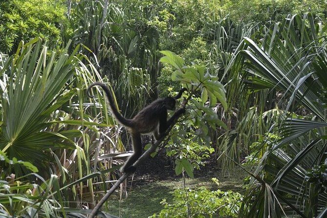 Chacchoben Mayan Ruins Tour from Costa Maya Cruise Port - What to Bring for a Smoother Visit