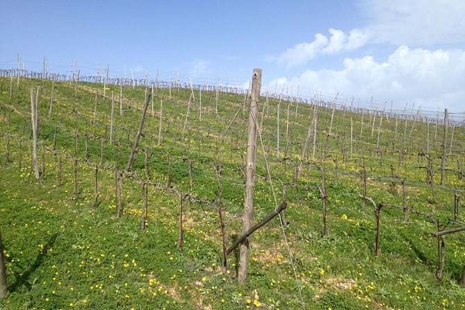 Chania Shore Excursion Off Road Vineyard and Winery Tour Half Day - From Souda Port to the High Tracks of Vatolakos