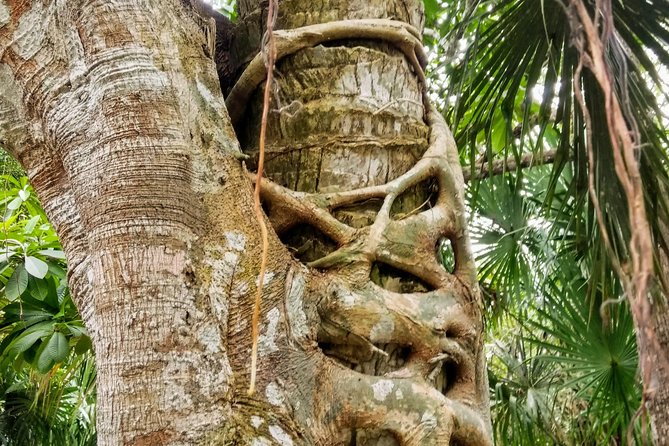 Costa Maya Shore Excursion: Chacchoben Day Trip - Food, water, and the trip back