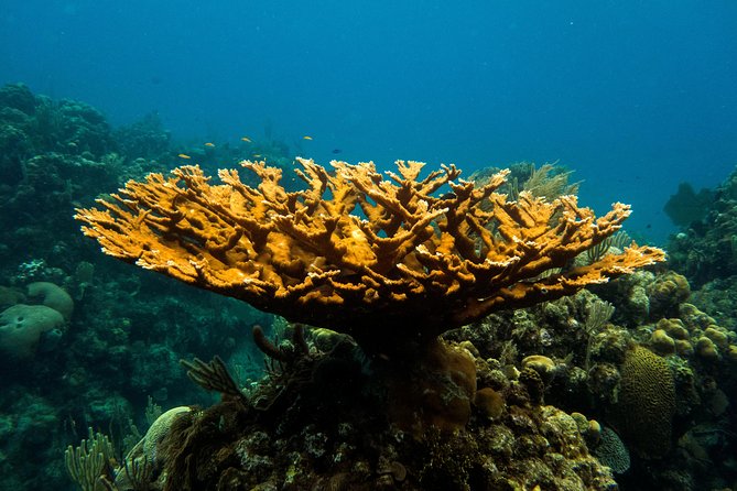 Cruise Excursion – 2 Scuba Dives with transport (for certified divers) - Key points at a glance