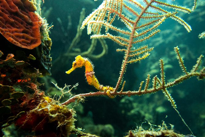 Cruise Excursion – 2 Scuba Dives with transport (for certified divers) - Why this Roatan scuba outing works well from a cruise ship