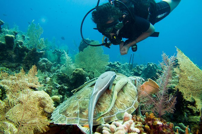 Cruise Excursion – 2 Scuba Dives with transport (for certified divers) - Gear handling at West Bay Divers