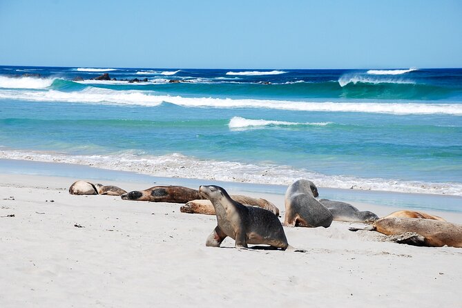 Cruise Ship Flinders Chase Tour - A full-day route from Penneshaw to the island’s wild west