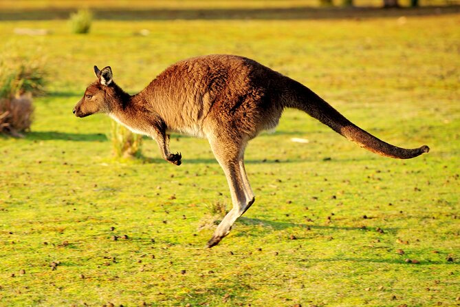 CRUISE SHIP Wildlife Tour - Key points to know
