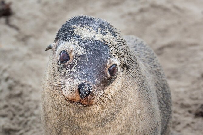 CRUISE SHIP Wildlife Tour - Cruise timing, tenders, and weather