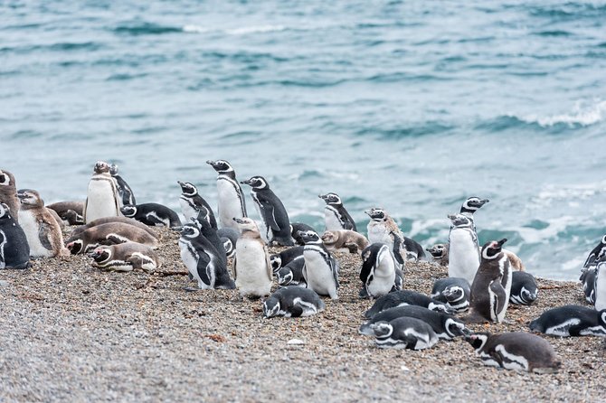 Cruise Shore Excursion Ea San Lorenzo Peninsula Valdes - Patagonia - Argentina - Key points to know before you go