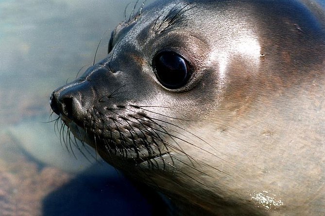 Cruise Shore Excursion Peninsula Valdes - Pto Madryn - Patagonia - Argentina - What this Puerto Madryn excursion is really like