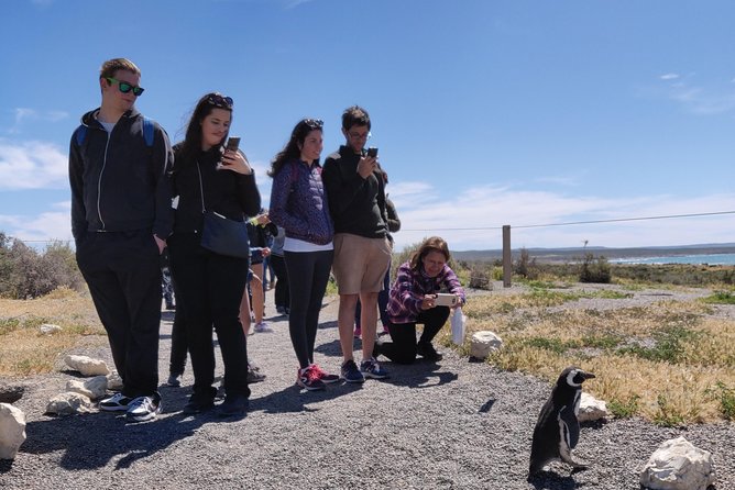 Cruise Shore Excursion Punta Tombo with Boxlunch from Pto Madryn - The big draw: Magellanic penguins at Punta Tombo