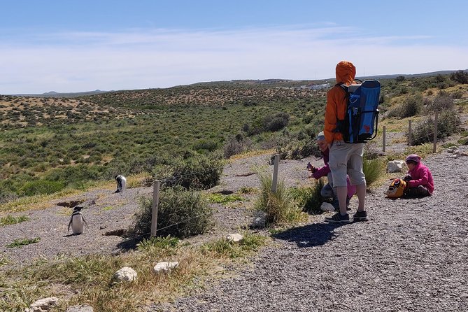 Cruise Shore Excursion Punta Tombo with Boxlunch from Pto Madryn - A 1.5-kilometer walk with a worthwhile finish