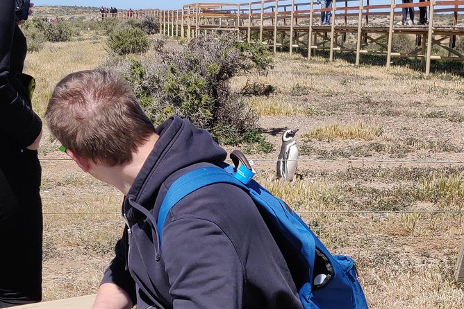 Cruise Shore Excursion Punta Tombo with Boxlunch from Pto Madryn - Who should book this Punta Tombo outing