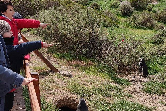 Cruise Shore Excursion Punta Tombo with Boxlunch from Pto Madryn - The ride from Puerto Madryn takes patience