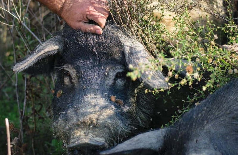 Cured Meat & Olive Oil Tasting & Visit near Pisa & Livorno - Why the Cinta Senese pigs make this visit different