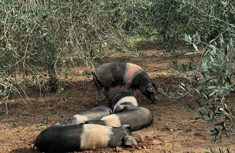 Cured Meat & Olive Oil Tasting & Visit near Pisa & Livorno - My call: book it for the farm connection