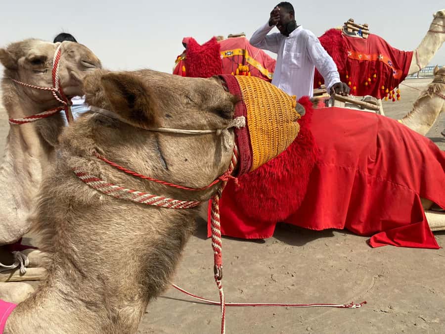 Doha: Desert safari + FREE camel ride from CRUISE TERMINAL - Key points at a glance