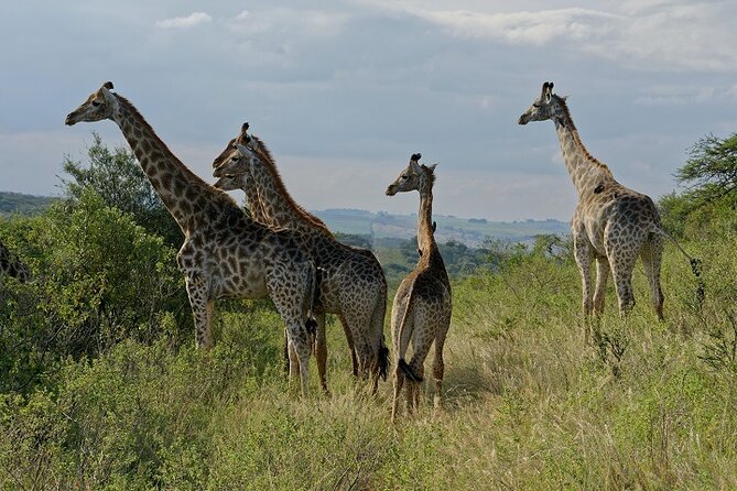 Durban Shore Excursion: Private Small Group Tala Game Reserve - The two-hour closed-vehicle game drive