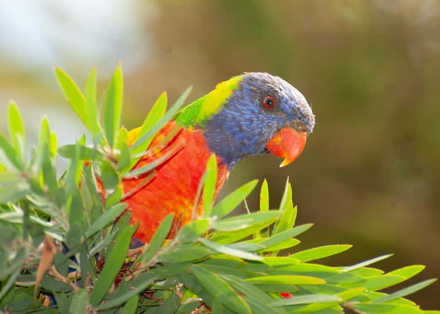 Eden: Sapphire Coast 4 Hour Shore Excursion - Key points to know before booking