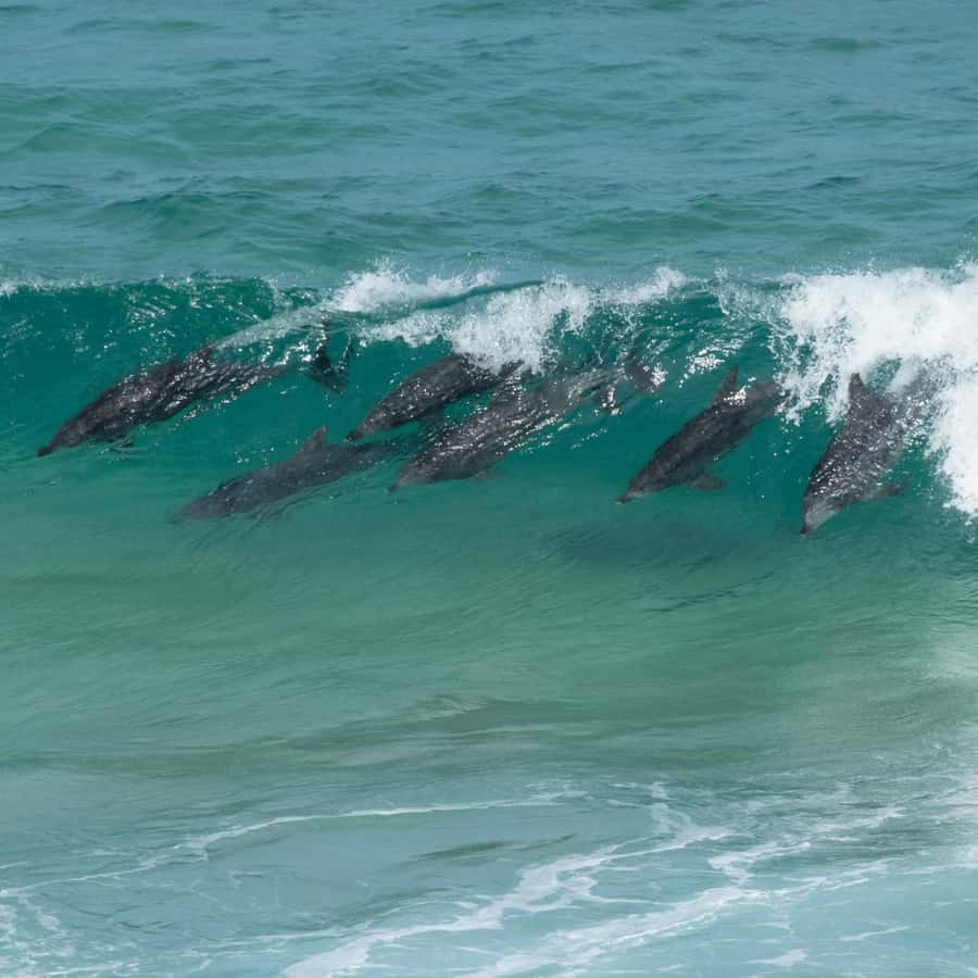 Eden: Sapphire Coast 4 Hour Shore Excursion - Merimbula is the longest and most relaxed stop