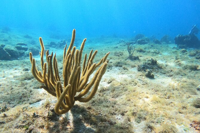 El Cielo and Snorkeling for Cruise Ship Passengers - Who will enjoy this tour most