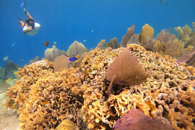 El Cielo and Snorkeling for Cruise Ship Passengers - El Cielito turns snorkeling into a beach break