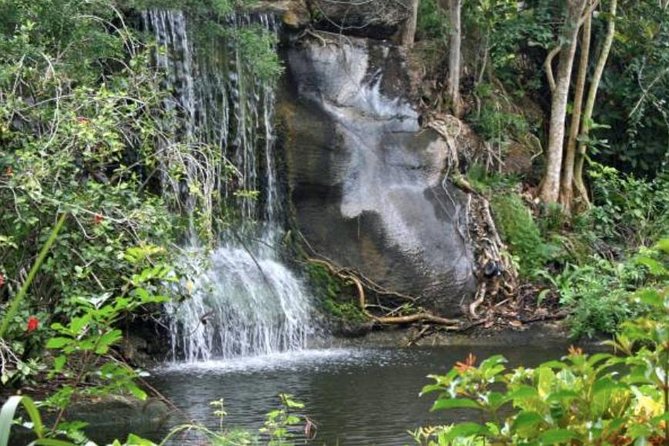 Freeport Shore Excursion: Garden of the Groves and City Tour - Key points to know before you book