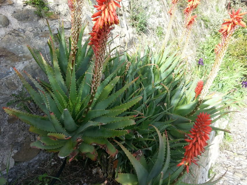 From Cannes: French Riviera 8-Hour Shore Excursion - Eze, where the medieval village climbs the hill