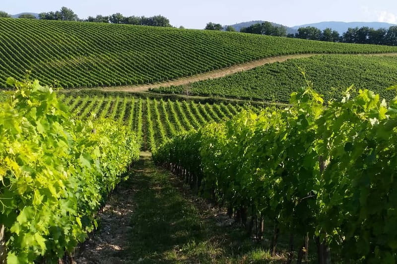 From Livorno: San Gimignano with Lunch and Tasting - San Gimignano and its medieval towers