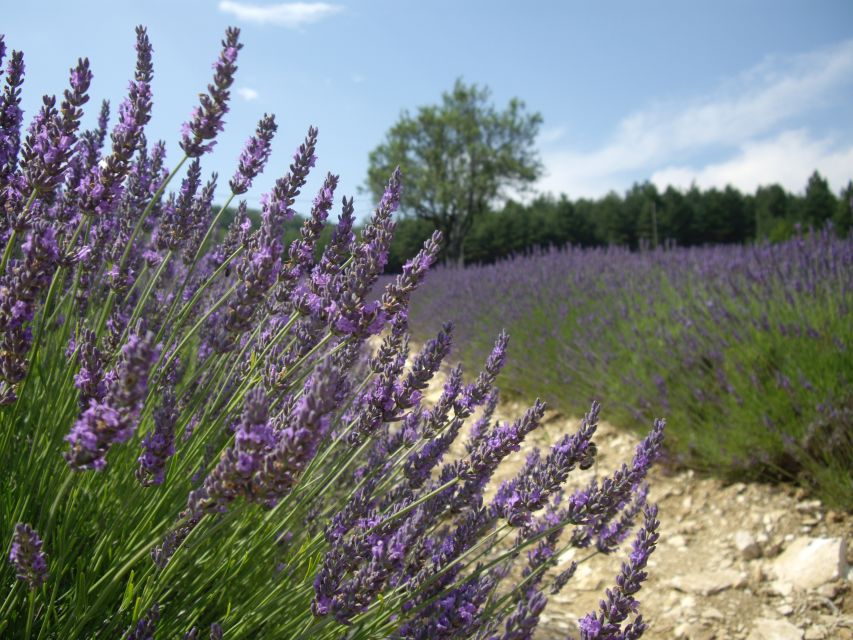 From Marseille: Valensole Lavenders Tour from Cruise Port - Key points at a glance
