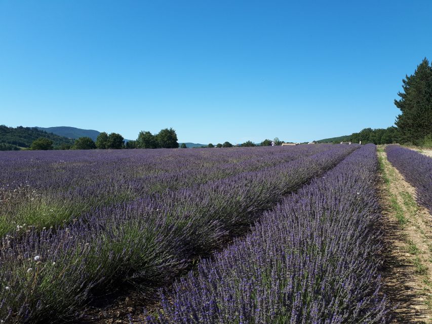 From Marseille: Valensole Lavenders Tour from Cruise Port - Leaving Môle Léon Gourret by minivan
