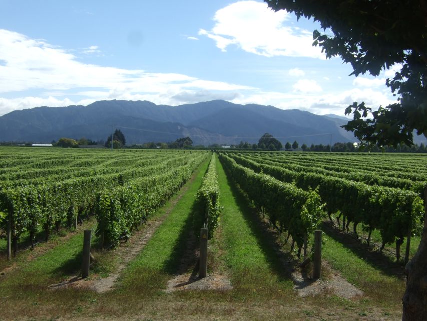 From Picton: Marlborough Wine Trip Shore Excursion - Timing that protects your sailing