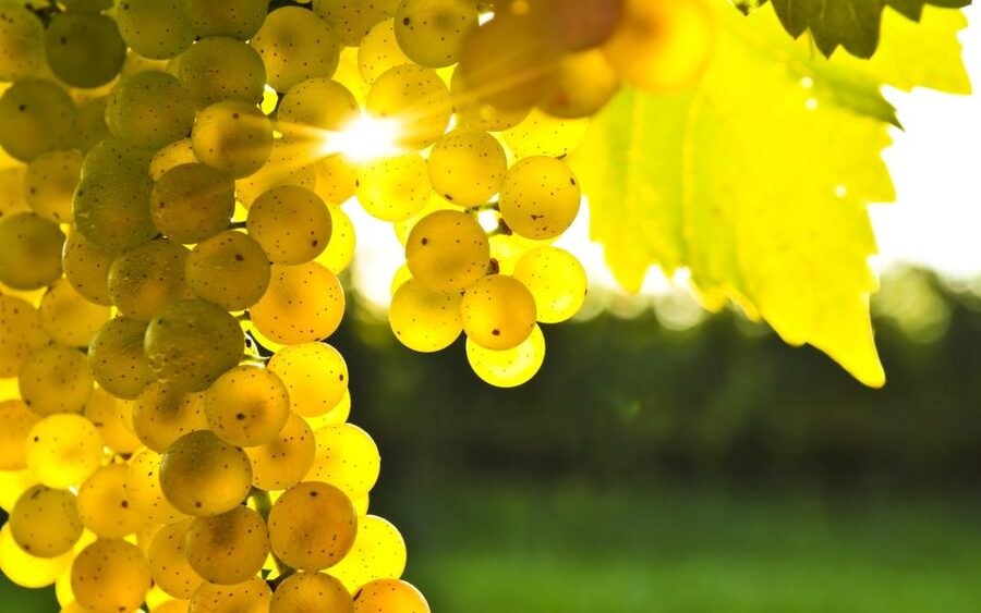 From Picton: Marlborough Wine Trip Shore Excursion - Who will enjoy this tour most?