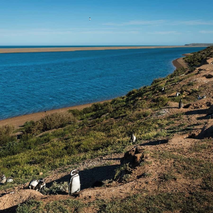 From Puerto Madryn: Peninsula Valdés Shore Excursion - Key points to know before booking