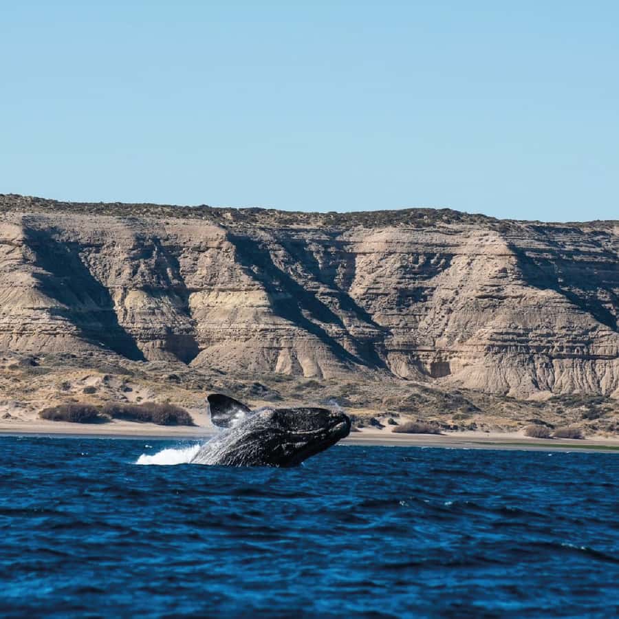From Puerto Madryn: Peninsula Valdés Shore Excursion - First stop: Carlos Ameghino and the two gulfs