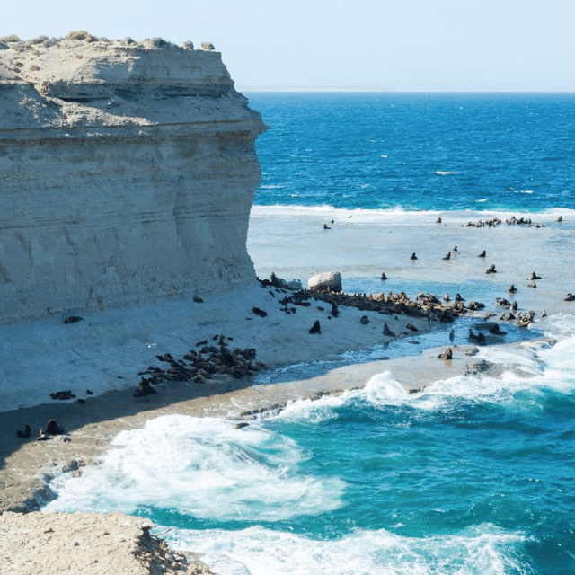 From Puerto Madryn: Peninsula Valdés Shore Excursion - Choosing the wildlife stops