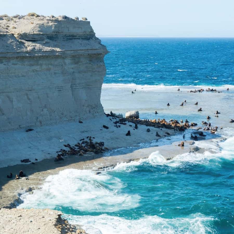 From Puerto Madryn: Peninsula Valdés Shore Excursion - Lunch and the rhythm of a full day