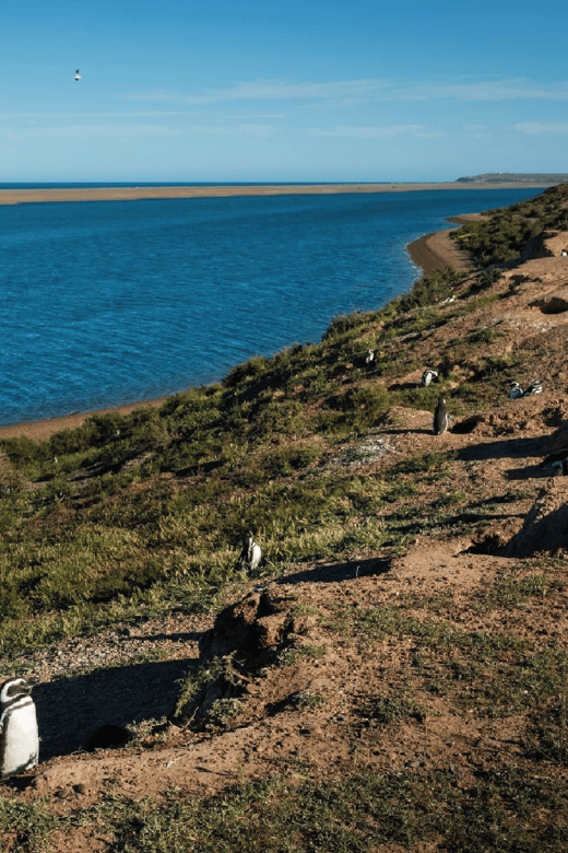 From Puerto Madryn: Peninsula Valdés Shore Excursion - Who should book this shore excursion?